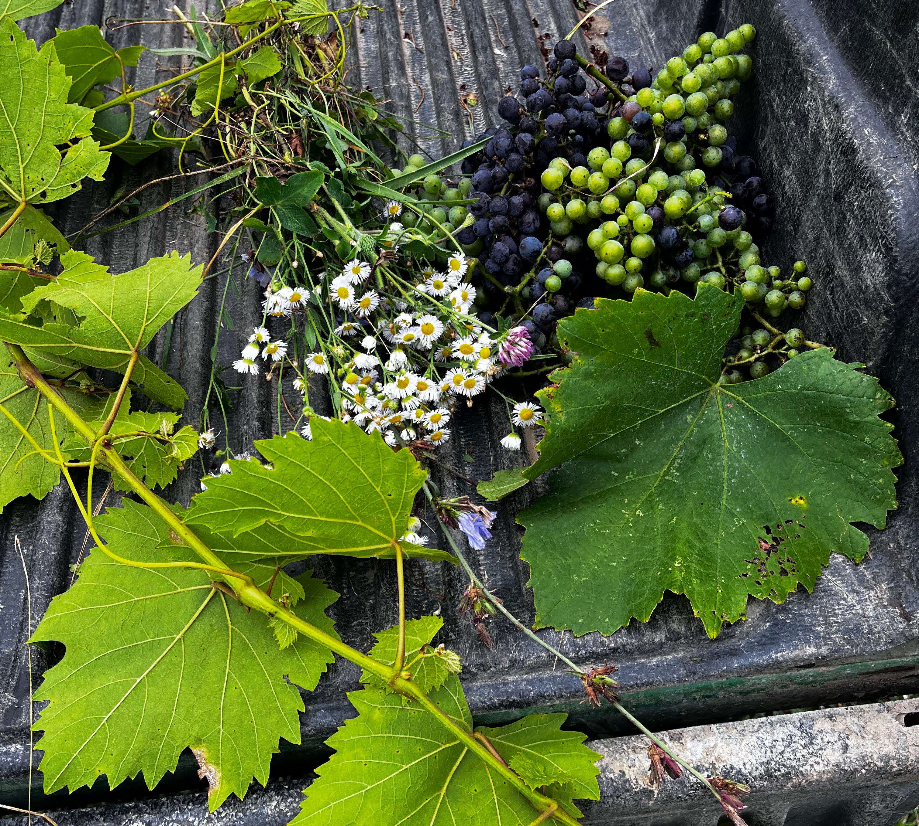 vineyard pied de cuve