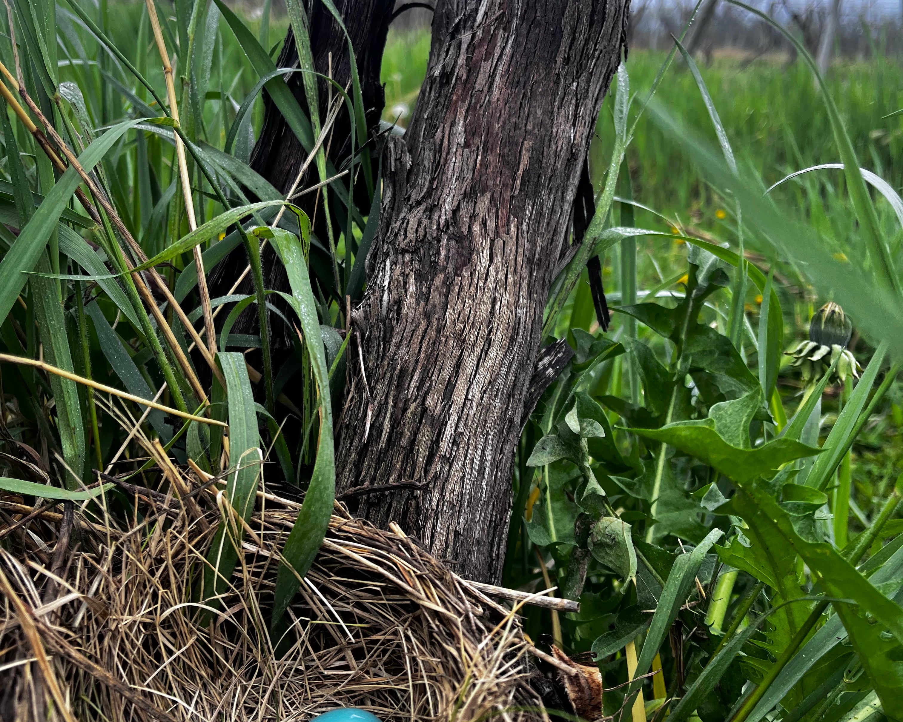 Nest with blue eggs on a branch near water